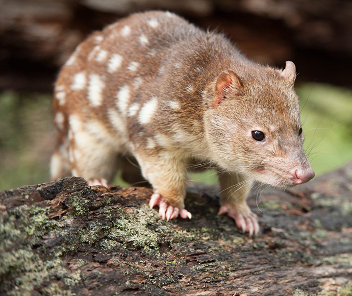 The spotted tail quoll is small and brown with white spots