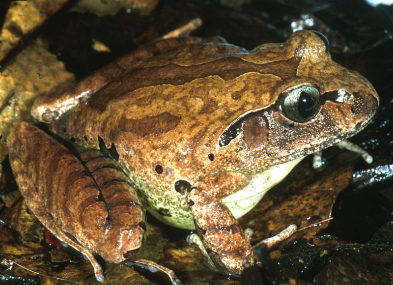 Close-up of a Stuttering Frog, showcasing its brown and green mottled skin, prominent dark eyes, and strong limbs amidst wet foliage.