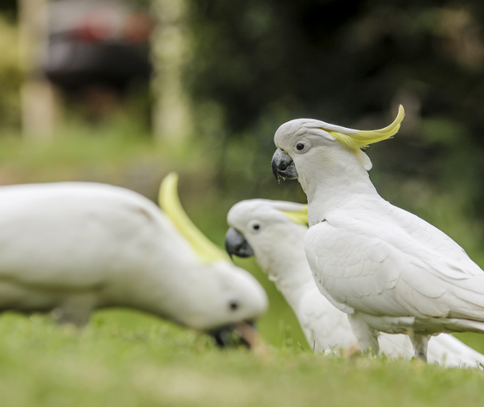 Three sulphur crested cockatoos eating grass seeds. 