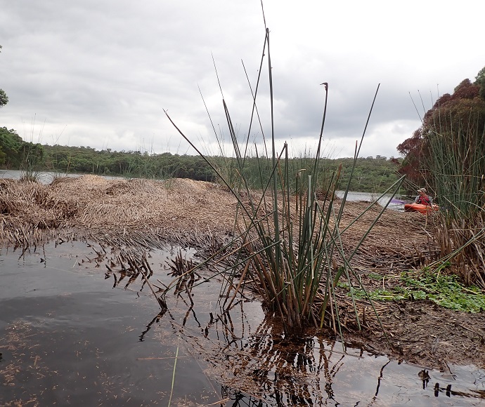 Floating ‘peat island’ – Lake Gandangarra 5 March 2022