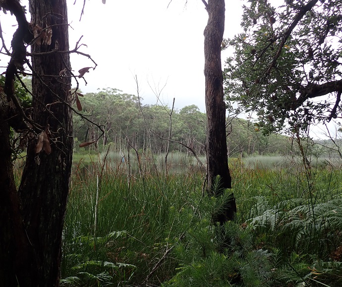 Trees and grasses, Lake Baraba near monitoring station, 5 March 2022