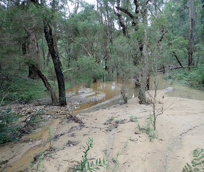 Shallow water among trees and shrubs at the southern end of Lake Nerrigorang near access track into the old camping site, 5 March 2022