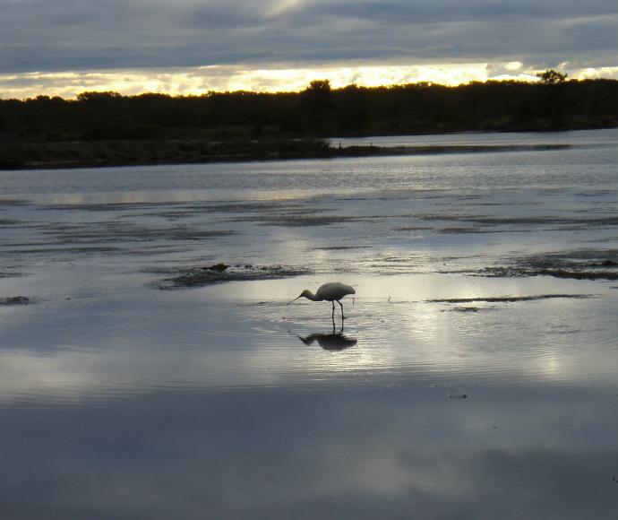 Spoonbill feeding at low tide. Ramsar wetland foreshore of Quibray Bay Towra Point Nature Reserve