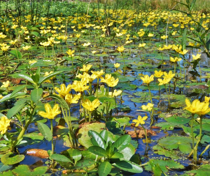 Wavy marshwort flowers in bloom in Macquarie Marshes Nature Reserve