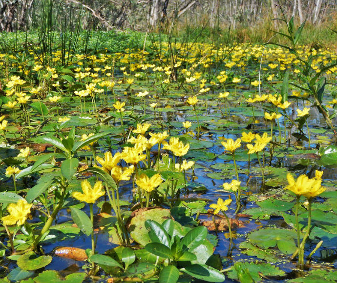 Wavy marshwort, Wetlands