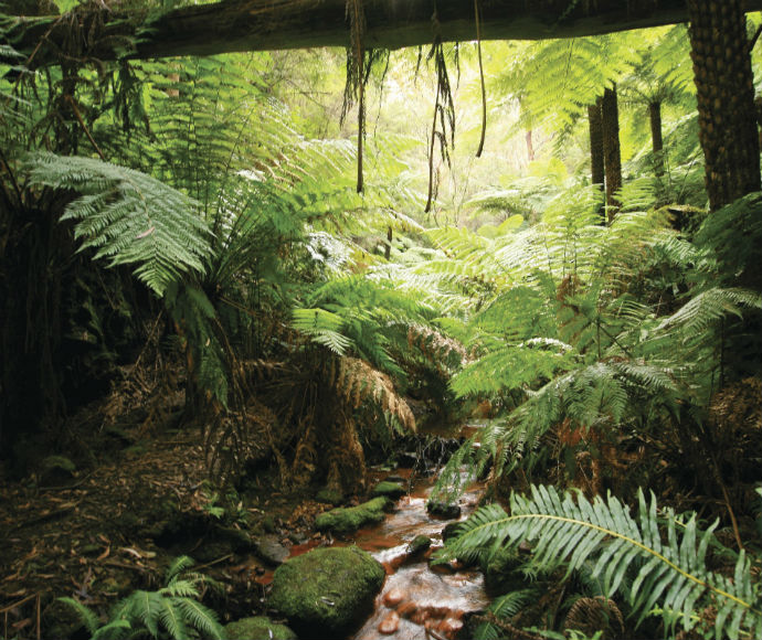 Ferntree Gully Wollemi National Park, Greater Blue Mountains World Heritage Area