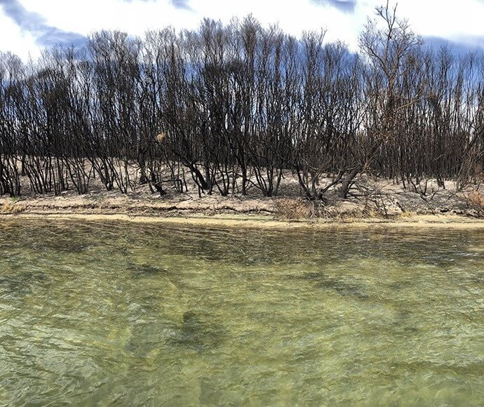 Burnt vegetation on the shore of Wonboyn Lake. 