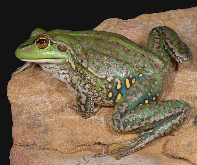 A Yellow Spotted Bell Frog sitting on a rock surface. The frog has a vibrant green color with distinctive yellow spots and darker green mottling on its back, and its underbelly is visible with a pale yellow hue. Its eyes are large with a golden iris, and it appears to be looking to the side.