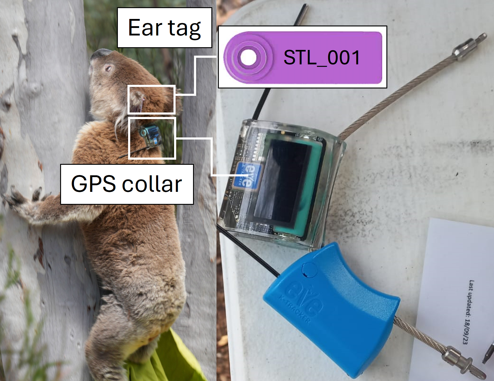 Split image of a koala climbing up a tree on the left, with its ears highlighted and labeled "ear tag" and its collar highlighted and labeled "GPS collar" the right image contains closeups of the ear tag and GPS collar.