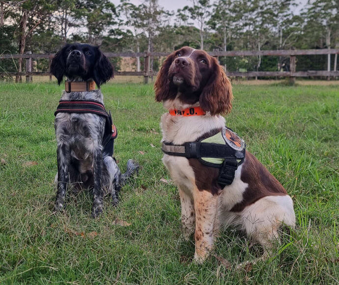 A black and brown Springer spaniel are sitting obediently waiting for their next instructions