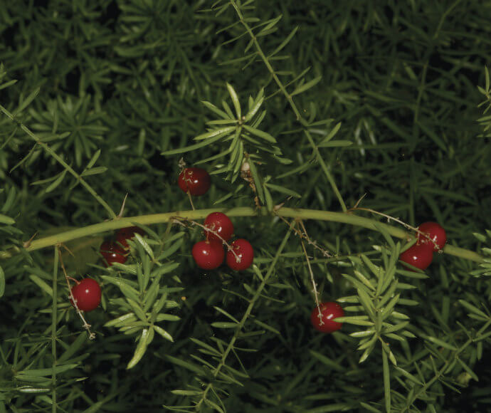 Mature fruit on an asparagus fern (Asparagus aethiopicus)