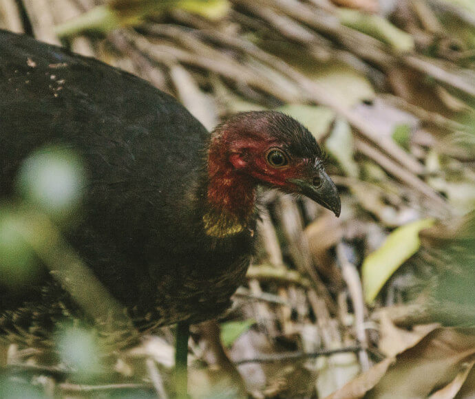 Australian brush turkey (Alectura lathami) displaying its head and plumage