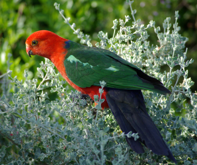 An Australian king parrot perched atop a leafy tree. Its head and body are red, with its feathers different shades of green