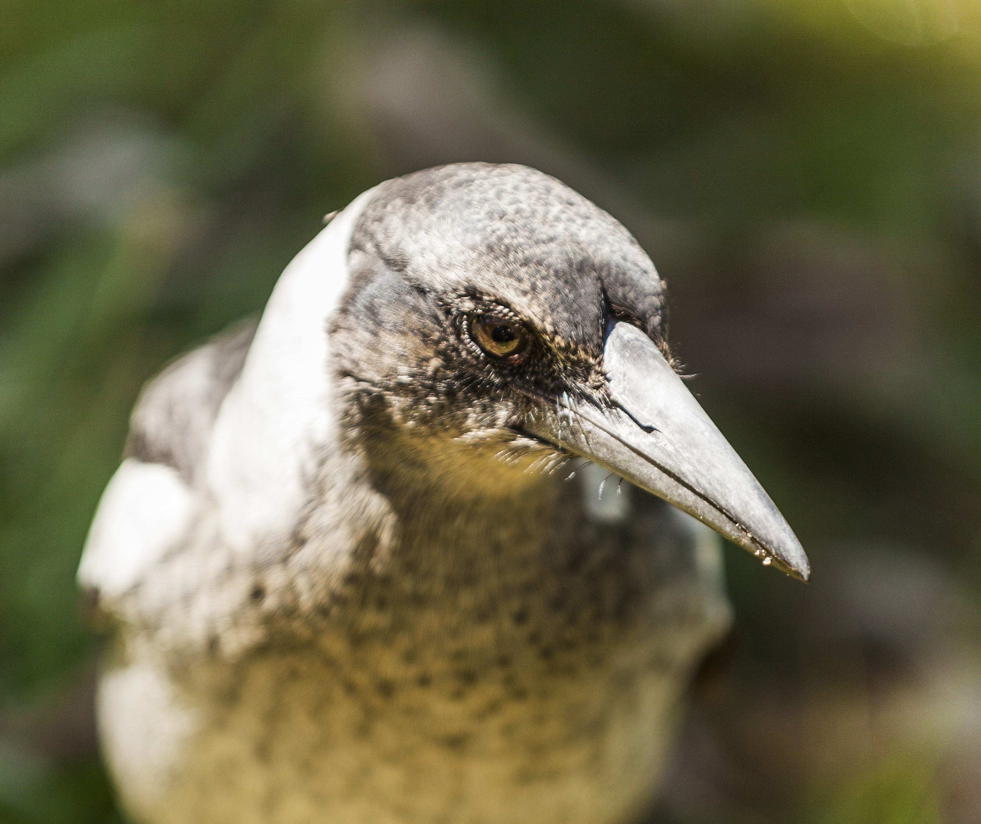 An Australian magpie (Gymnorhina tibicen)