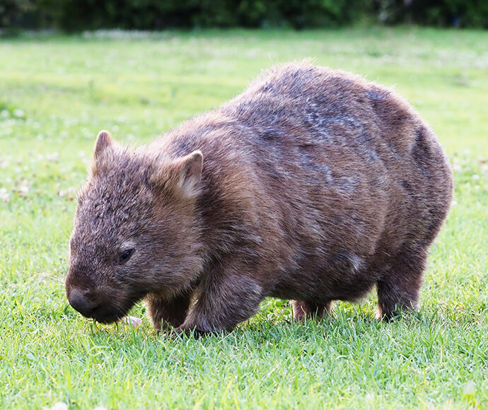 A bare-nosed wombat (Vombatus ursinus) walking on grass