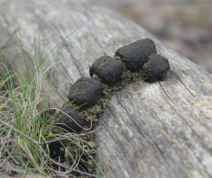 A close-up view of bare-nosed wombat (Vombatus ursinus) scats on log