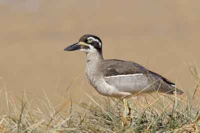 A beach stone curlew has brown and grey plumage, a black beak and white circles around its eyes