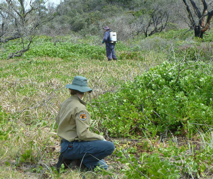 Ranger removing bitou bush in Yuraygir National Park