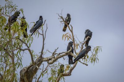 7 black cockatoos sitting together high up in a tree