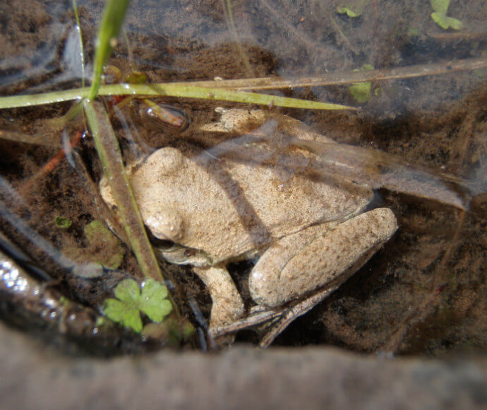 A booroolong frog (Litoria booroolongensis) in the Retreat River