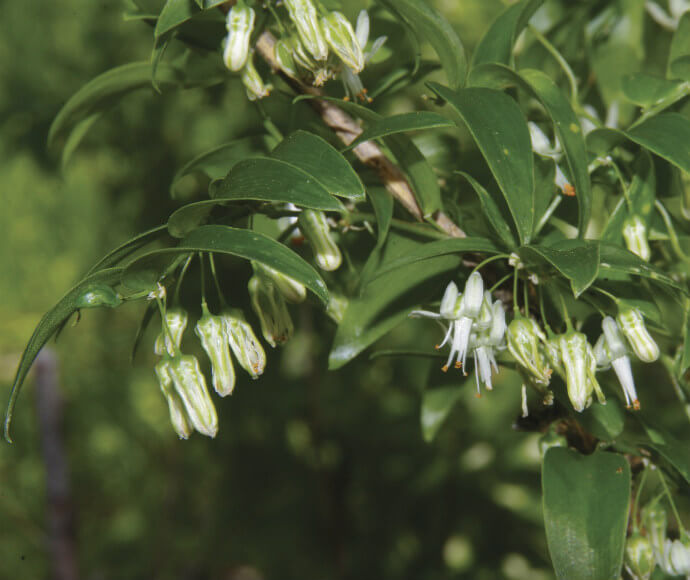 Close-up of Bridal Creeper (Asparagus asparagoides) showing its distinctive small white flowers with green-striped petals and lush green foliage.