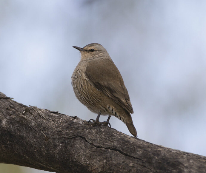 A brown treecreeper (Climacteris picumnus victoriae) perched on a tree branch