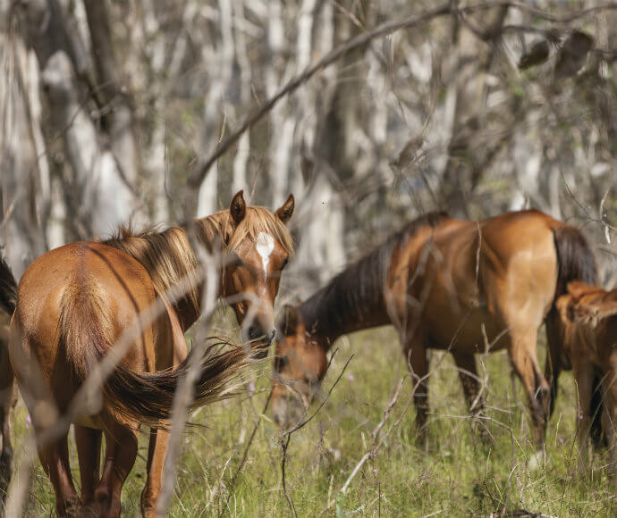 Wild horses walk amongst the snow gums in Kosciuszko National Park