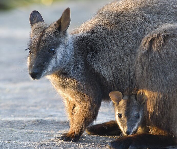 A brush-tailed rock-wallaby (Petrogale penicillata) with a joey in her pouch