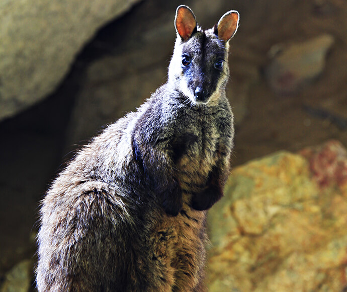 Brush-tailed rock wallaby posing in rocky terrain