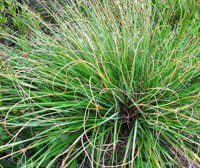 A tuft of long thin grass