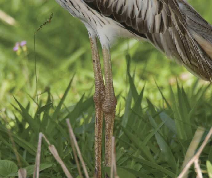 A close-up view showing the knees of a bush stone-curlew (Burhinus grallarius)