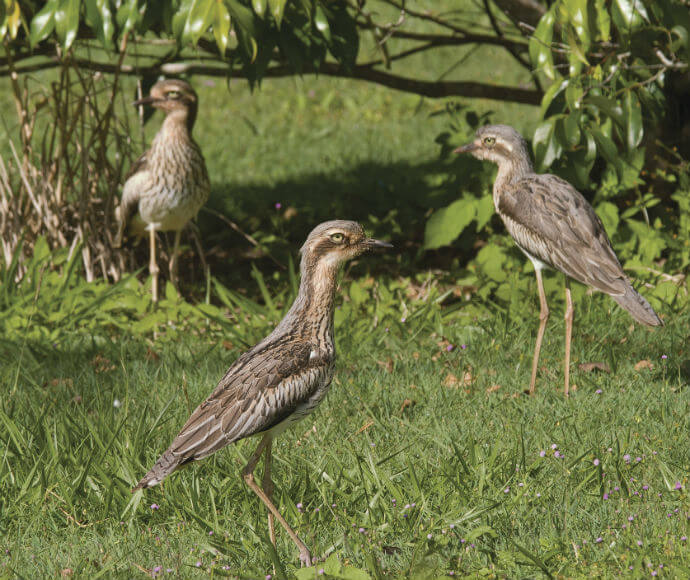 Three bush stone-curlews (Burhinus grallarius) stand in a grassy woodland area