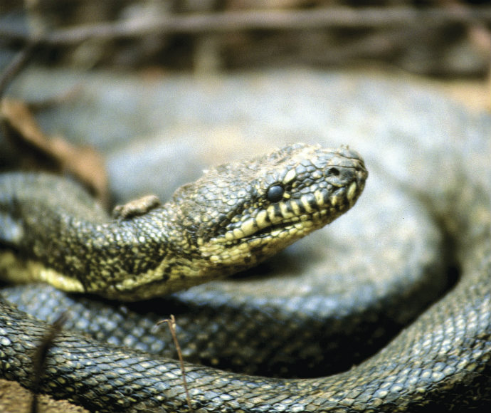 Close-up of a Carpet python (Morelia spilota) coiled on the ground, showcasing its patterned scales and distinctive head shape.