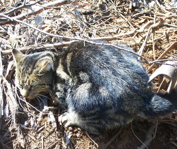 A feral cat with a mottled black and brown coat crouched among dry twigs and leaves on the ground, partially shaded by sunlight