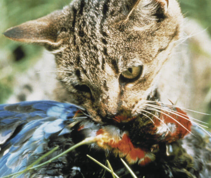 A feral cat with mottled brown fur is biting into a colourful bird with blue and red feathers, which it has caught.