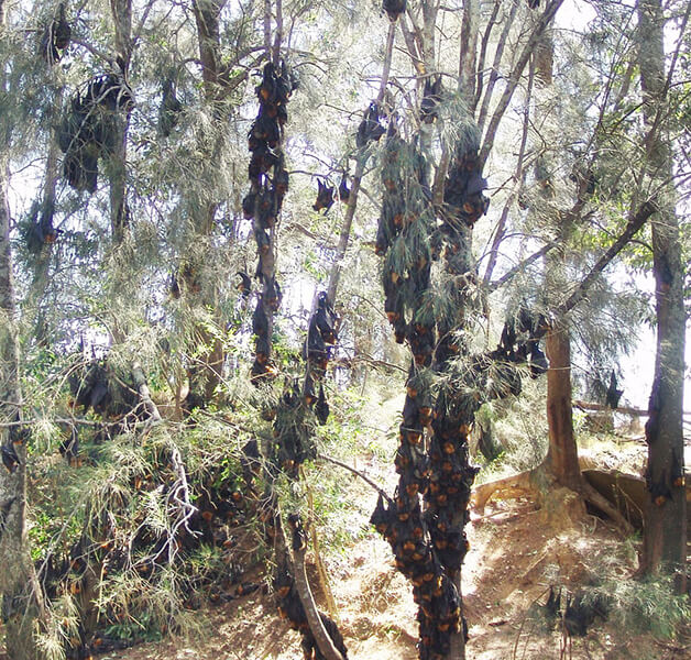 Flying-foxes during a heat stress event