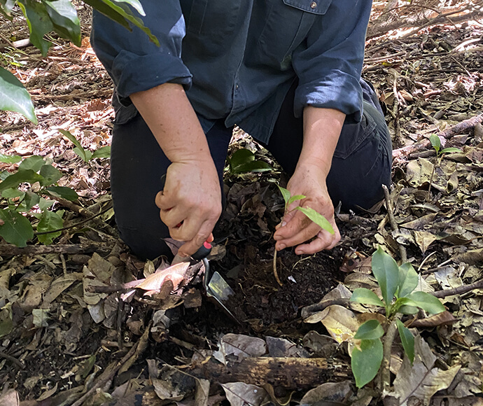 A person crouched down planting a seedling in the ground