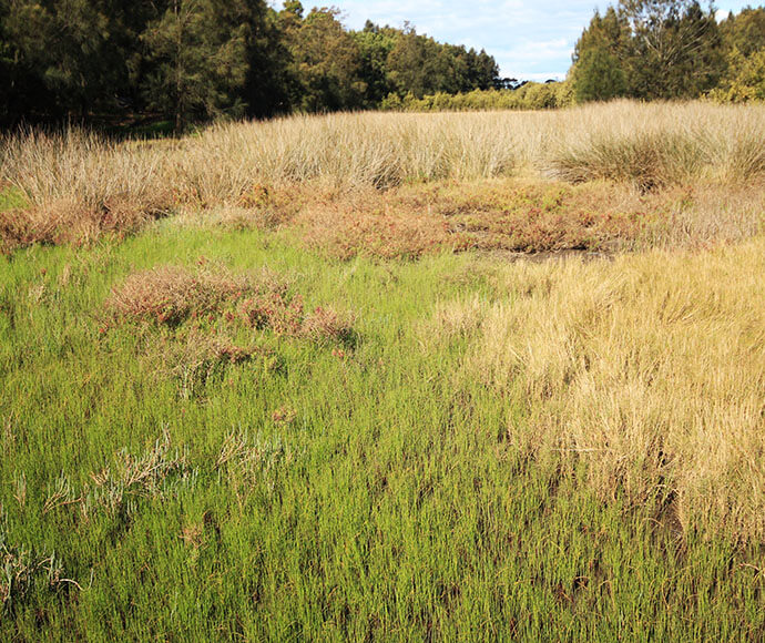 A natural landscape featuring a grassy field with varying shades of green and brown. A clear path winds through the taller grasses, leading towards a line of trees in the background under a blue sky with few clouds. The diversity in vegetation coloration suggests different plant species or changes in plant health