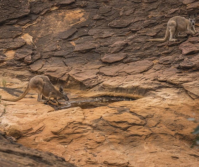 Common wallaroo (Macropus robustus) on rocks with one drinking from a depression in the rocks