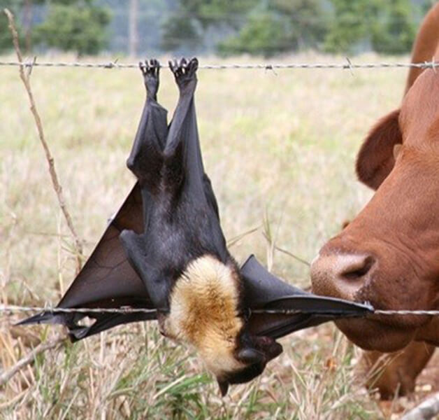 Flying-fox caught in barbed wire