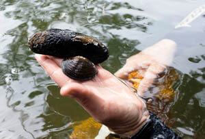 Two mussel species (Cucumerunio novaehollandiae and Alathyria profuga) held in a person's hand