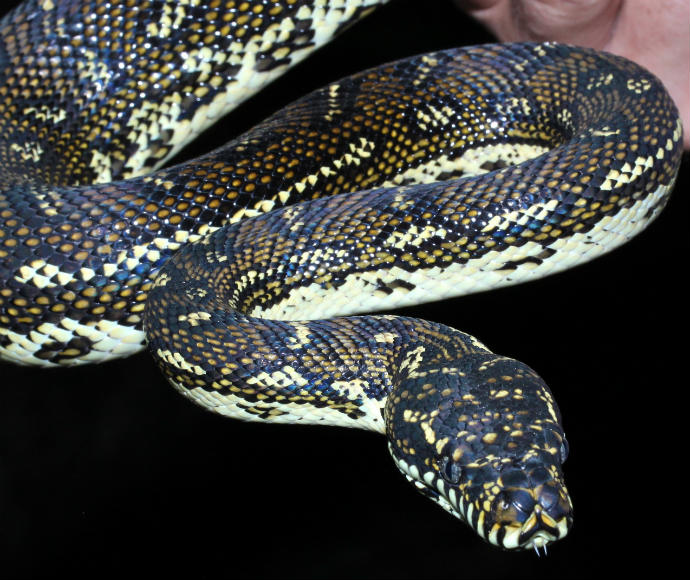 Close-up of a Diamond python (Morelia spilota) with its distinctive black and yellow scales, head in clear view against a dark background.