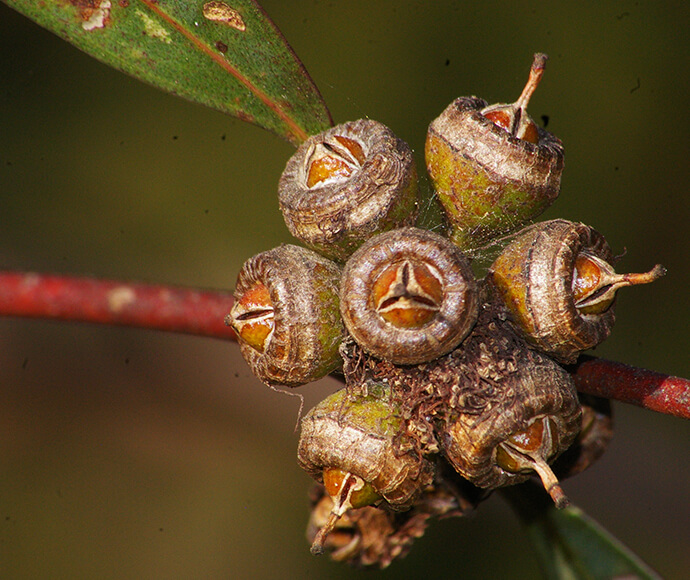 A cluster of small brown and green flowers from Earp's dirty gum