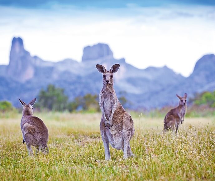 Three eastern grey kangaroos (Macropus giganteus) with the Warrumbungles in the background