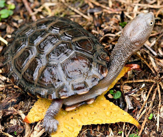 An eastern long-necked turtle (Chelodina longicollis)