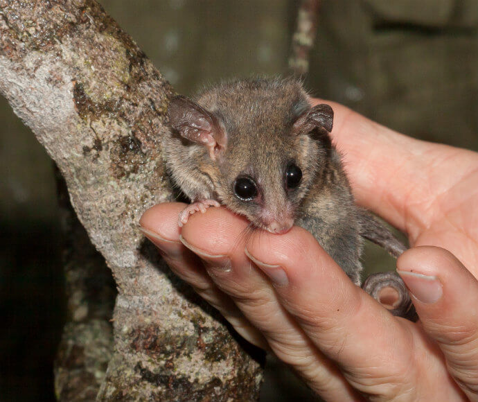 Eastern pygmy possum (Cercartetus nanus) is a threatened species in NSW