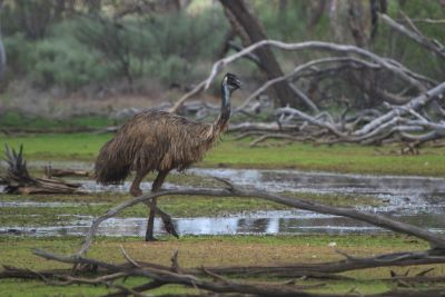 Emu wading through wetlands