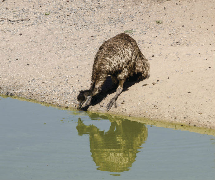 An emu bent over while drinking at a dam