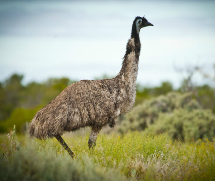 A very tall emu standing proudly at Kinchega national park