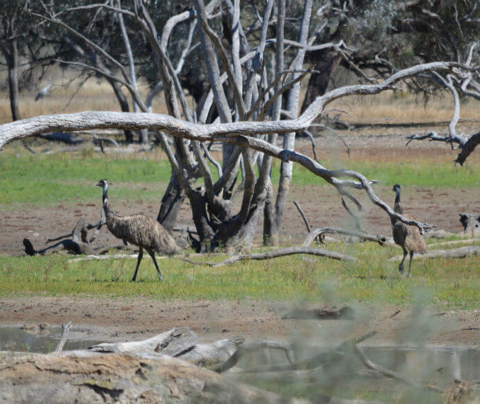 Two emus walking around Dicks Dam, featuring many trees with long branches